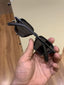 Moscot 40 black